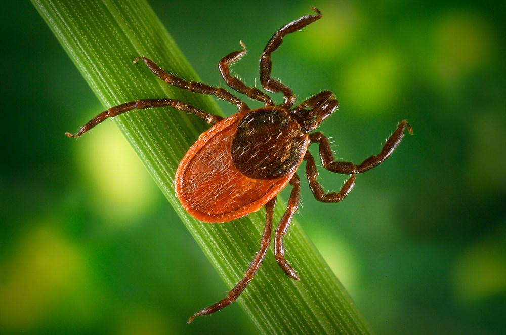 Таежный клещ (Ixodes persulcatus). Фото на сайте 